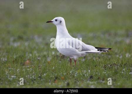 Tête noire adultes Larus ridibundus en plumage d'hiver Banque D'Images