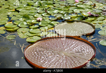 Lys de Victoria Banque D'Images