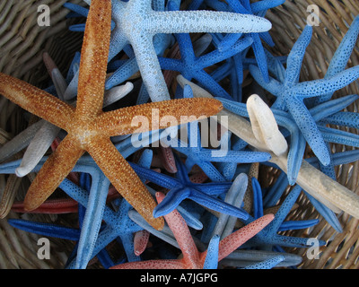 Et séchés dans un shellshop starfish teints panier Banque D'Images