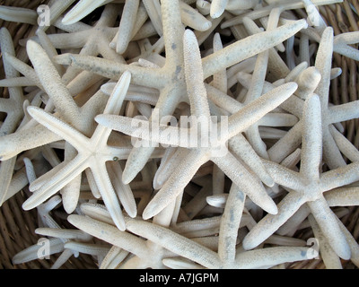 Étoile de mer séchés dans un panier d'shellshop Banque D'Images