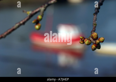 Bateaux de pêche à Hayle Cornwall Harbour UK avec des bourgeons de cerisier de printemps en premier plan Banque D'Images