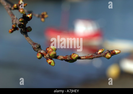 Bateaux de pêche à Hayle Cornwall Harbour UK avec des bourgeons de cerisier de printemps en premier plan Banque D'Images