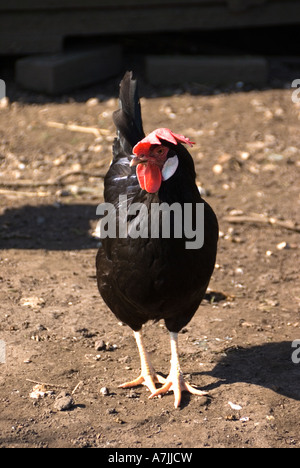 Poulet Leghorn noire Banque D'Images