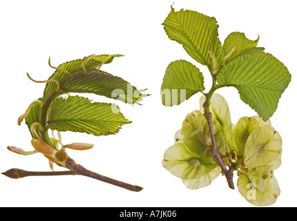 Hêtre Fagus sylvatica printemps bourgeons feuilles English Elm Ulmus procera feuilles de printemps les coupelles de semences Banque D'Images
