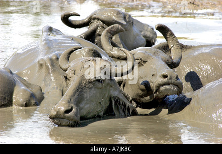 Sri Lanka buffles Bubalus bubalis dans un trou bourbeux Banque D'Images