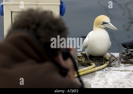 Photographe de prendre une photo de bassan dans le port Banque D'Images