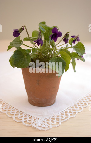 De plus en plus violette dans un pot Banque D'Images