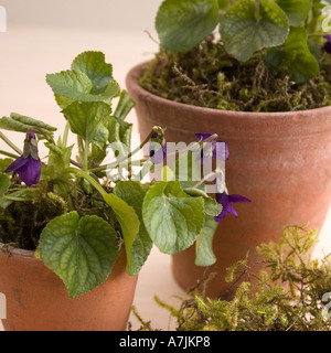 De plus en plus violette en pot Banque D'Images