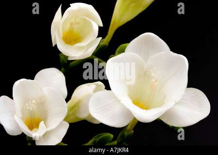 Fleurs de freesia Banque D'Images