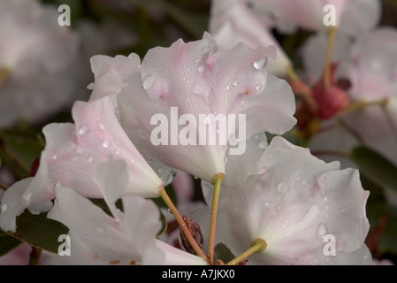 Rose clair/blanc fleurs rhododendrons après de fortes pluies Banque D'Images