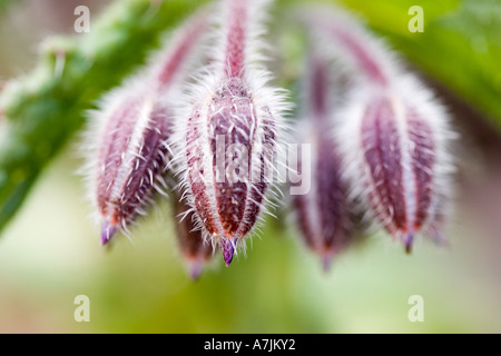 Bourgeons de bourrache Banque D'Images