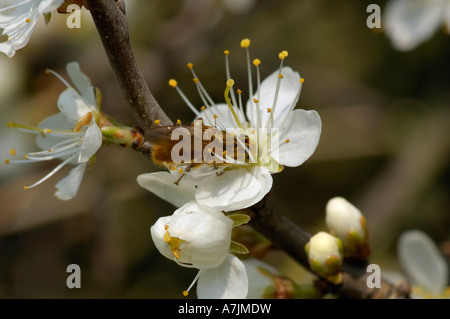 Fly se nourrissant de fleurs Prunellier Prunus spinosa Banque D'Images