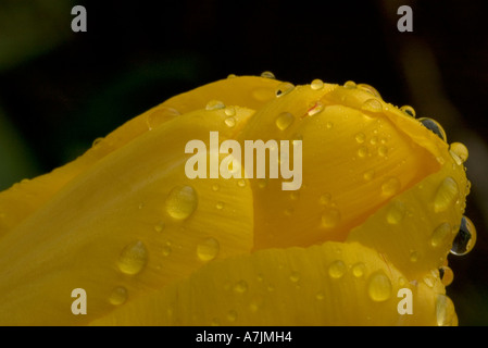 Tulipe jaune après de fortes pluies Banque D'Images