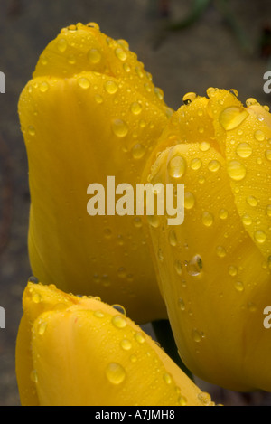 Trois tulipes jaunes après de fortes pluies Banque D'Images