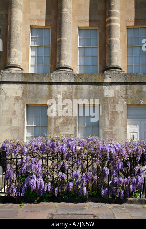 Garde-corps sous les glycines en face d'une maison dans le Royal Crescent de Bath Avon Banque D'Images