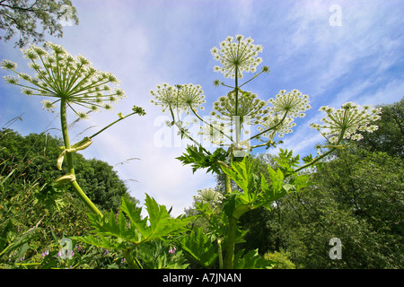 La berce du Caucase Heracleum mantegazzianum envoie des grandes plates-formes de télévision l'atterrissage pour les insectes pour la pollinisation des fleurs Banque D'Images