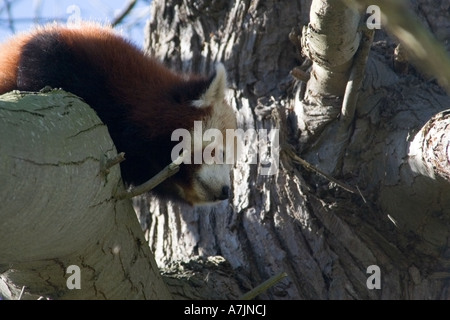Le panda rouge Banque D'Images