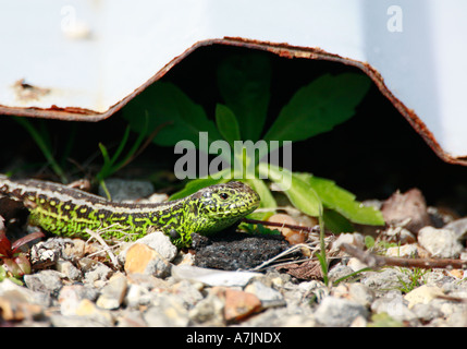 Sand lizard Lacerta agilis mâle de couleur verte brillante reproduction à côté de revêtement du toit le logement Banque D'Images