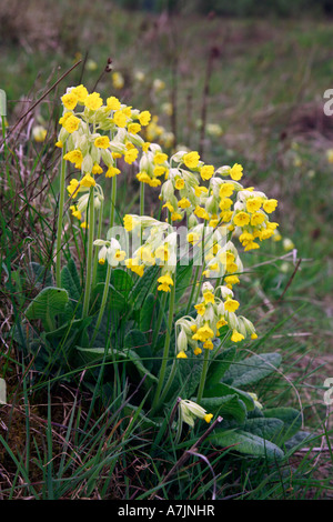 Primula veris coucou bleu fleurs Banque D'Images