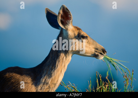 Mule Deer doe blacktail précolombienne ou se nourrissant d'herbe en été les ouragans Ridge, Olympic Nat'l Park, Washington, USA. Banque D'Images