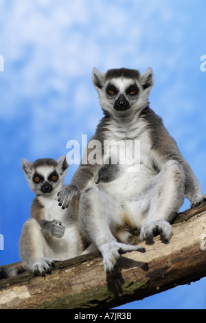 Ring tailed lemur Banque D'Images