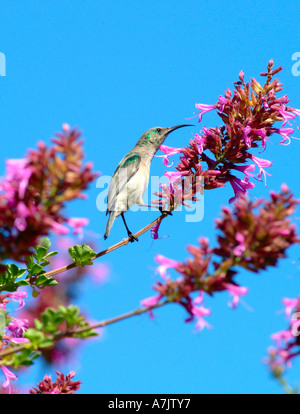 Collier Double moindre juvénile Sunbird percher sur feuilles rondes plume rose au Jardin botanique de Kirstenbosch Banque D'Images