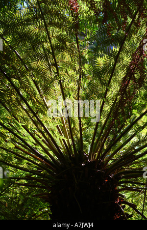 La lumière du soleil pénètre par Soft fougère arborescente à Kirstenbosch National Botanical Garden Cape Town Banque D'Images