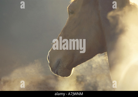 Deux ans de pur-sang à la vapeur passant d'enduire d'être lavées après entraînement tôt le matin Banque D'Images