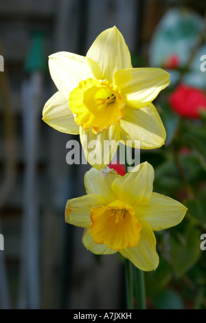 Fleurs de jonquille jaune Narcisse en fleurs dans un jardin anglais de printemps. Banque D'Images