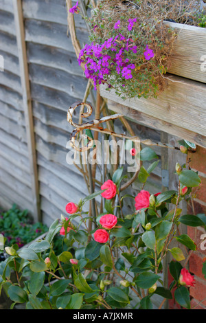 Fleurs de lobelia bleu et de camélia rose fleurissent ensemble dans un jardin anglais printanier. Banque D'Images
