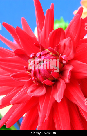 Fleur Dahlia rouge close up. Banque D'Images