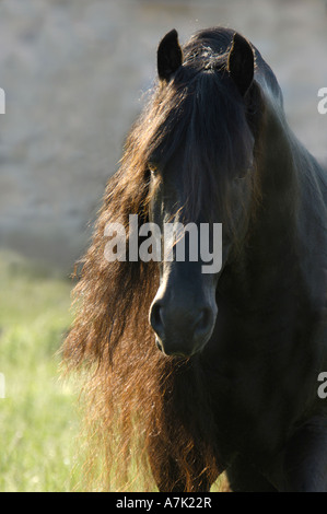 Tête portrait de 12 ans cheval frison étalon avec une longue crinière Banque D'Images