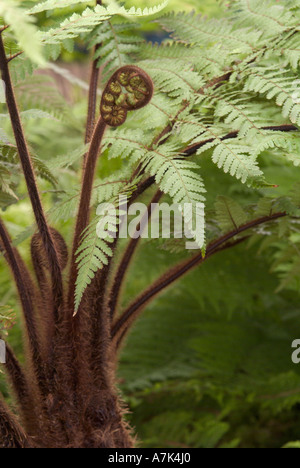 Dicksonia squarrosa Banque D'Images