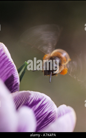 Abeille Apis mellifera en vol au dessus de Crocus vernus var.PICKWICK MMC Banque D'Images