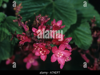 Groseillier à fleurs (Ribes sanguineum) au Royaume-Uni Banque D'Images