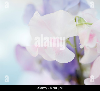 Lathyrus odoratus pois sucré Banque D'Images