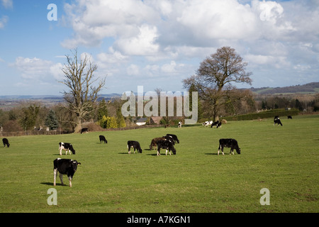 Vaches et veaux dans l'élevage dans la zone Pays de Galles UK Banque D'Images