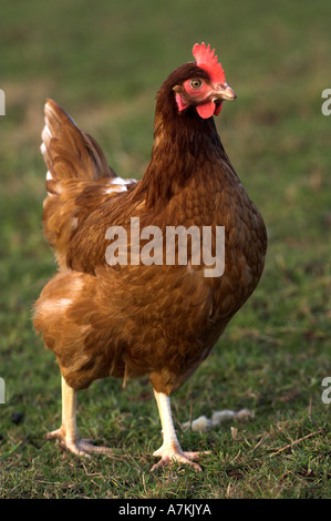 Poule de plage gratuite Banque D'Images