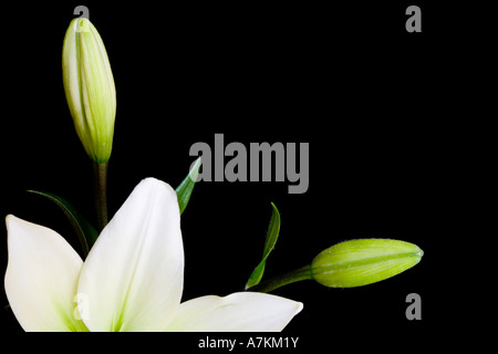 Lys Blanc, Liliaceae lilium, isolée sur un fond noir avec copie espace Banque D'Images