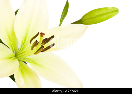 Lys Blanc, Liliaceae lilium, isolé sur un fond blanc avec copie espace Banque D'Images