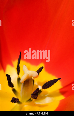 Tulipe jaune et rouge Banque D'Images