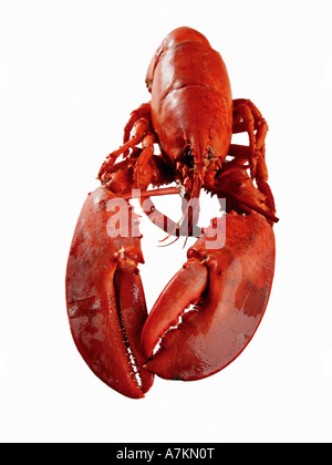Homard entier cuit sur fond blanc, cut out Banque D'Images