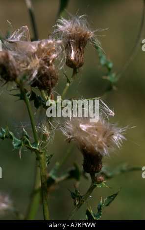 Spear Thistle dans les semences Banque D'Images