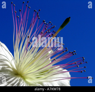 Fleur de câprier capparis orientalis Banque D'Images