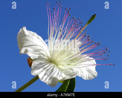 Fleur de câprier capparis orientalis Banque D'Images