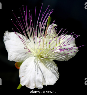 Fleur de câprier capparis orientalis Banque D'Images