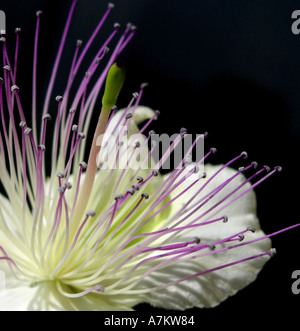 Fleur de câprier capparis orientalis Banque D'Images