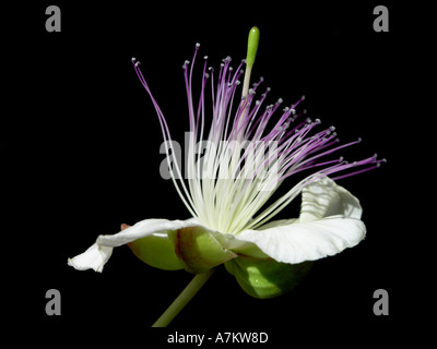 Fleur de câprier capparis orientalis Banque D'Images