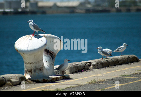 Mouettes sur les quais, Port Adelaide, Australie du Sud Banque D'Images