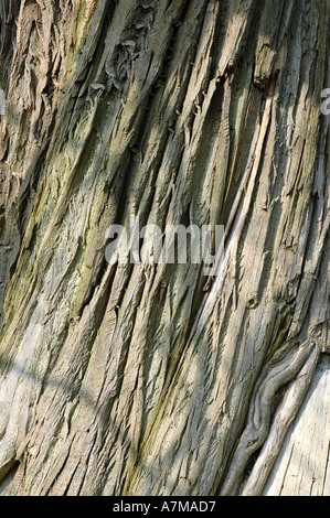 Arbre à écorce diagonal Buckinghamshire England UK Banque D'Images